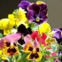 Ogroda ogrodowa oczy: historia kwiatów, sadzenia i opieki